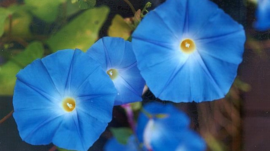 Фото: glavagronom.ru Фото: glavagronom.ru