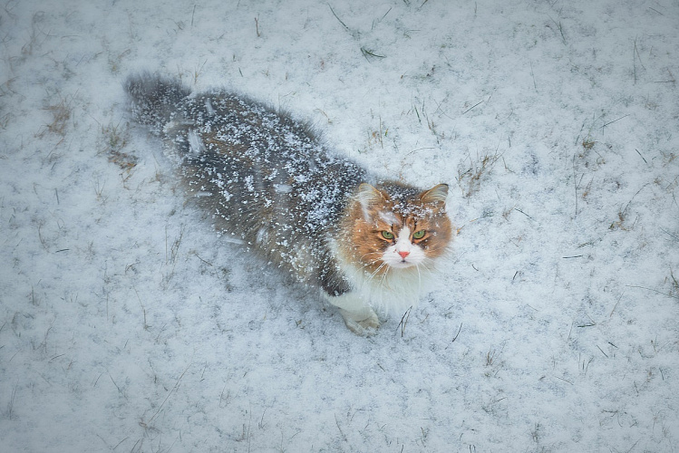 Фото: smolgazeta.ru