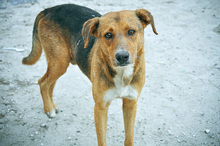 Фото: zoopes.ru Фото: zoopes.ru