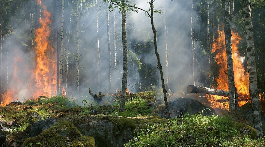 Фото: Дзен